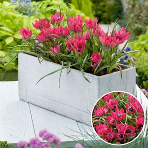 Plant in a Box - Tulipa Little Beauty - Bloembollen x40 - Tulpen - Rood - blauw-wit hart -Meerjarig