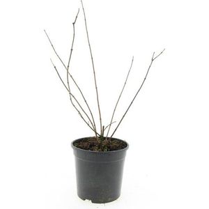 Plants Online - Tuinplanten - Heesters - Set van 1 - Philadelphus 'Schneesturm' - 1 liter pot - Plant