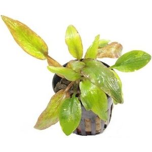 Moerings Cryptocoryne willissii in 5 cm pot