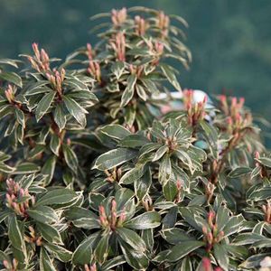 Rotsheide - Pieris japonica ‘Little Heath’ - 20-30 cm