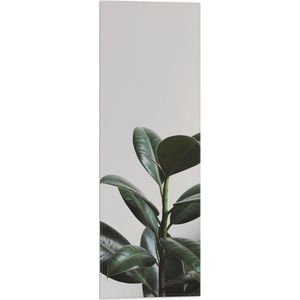WallClassics - Vlag - Plant tegen Witte Muur - 20x60 cm Foto op Polyester Vlag