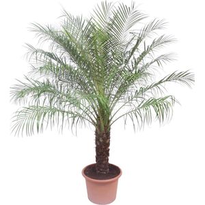 Palm kamerplant Pygmy Date Palm | Elegante palm Phoenix Roebelinii, 200 cm hoog, ø40