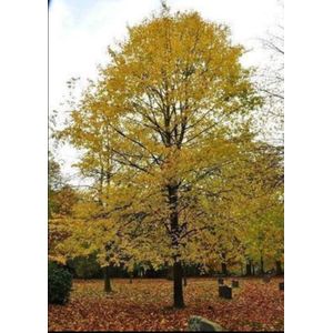 Tilia eur. 'Pallida' - Koningslinde, Hollandse Linde, Leilinde 10/12 cm stamomtrek - Hoogstam in pot