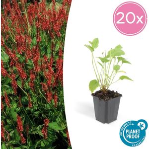 20x Persicaria amplexicaulis - 25cm - Ø9cm rode duizendknoop - borderplant