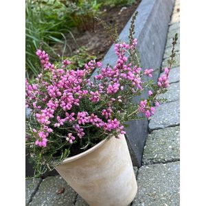 Dopheide Paars - 10 Stuks - Erica cinerea 'Pallas' - P10.5 - Plant - Tuinplant - Heide