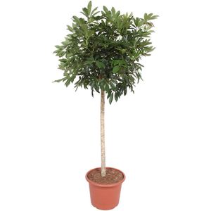 Schefflera Arboricola Compacta boom - 190 cm - ø45
