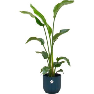 Strelitzia Nicolai in blauwe pot Ø22 - 1 meter hoge Strelitzia plant