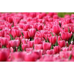Dibond - Bloemen - Bloem - tulp / tulpen in roze / rood / groen - 120 x 180 cm.
