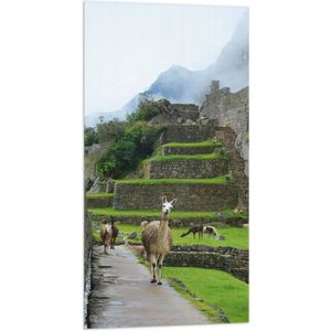 WallClassics - Vlag - Lama's lopend door Groene Oude Muren - 50x100 cm Foto op Polyester Vlag