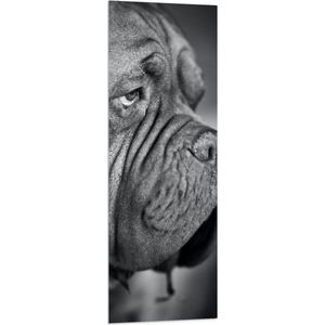 WallClassics - Vlag - Bordeaux hond Zwart / Wit - 40x120 cm Foto op Polyester Vlag