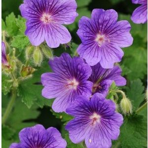 Ooievaarsbek Rozanne - Geranium