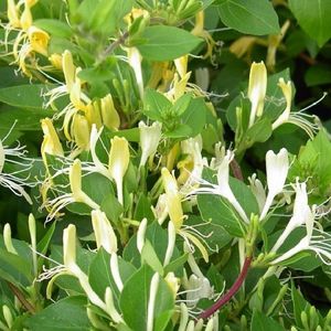 Kamperfoelie / Geitenbaard - Lonicera japonicus ‘Halliana' 50-60 cm