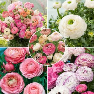 Plant in a Box - Ranunculus - Mix van 40 - Ranunculus bloembollen - Pastelkleuren - Zomerbloeiers - Knollen - Verschillende kleuren