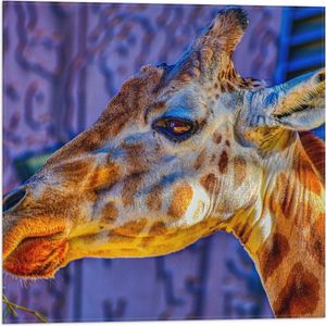 WallClassics - Vlag - Zijaanzicht van Etende Giraffe - 50x50 cm Foto op Polyester Vlag