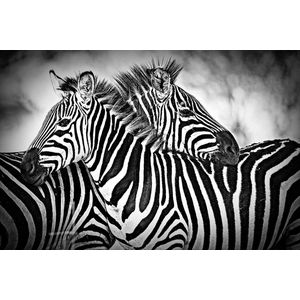Zebra love I – 90cm x 60cm - Fotokunst op PlexiglasⓇ incl. certificaat & garantie.