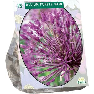 Allium Purple Rain per 15