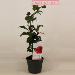 Plantenboetiek.nl | Camellia Japonica 'Lady Campbell' - Ø15cm - 45cm hoog - Tuinplant