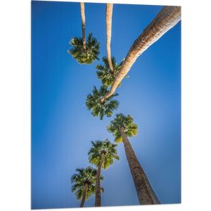 WallClassics - Vlag - Onderaanzicht van Palmbomen - 70x105 cm Foto op Polyester Vlag