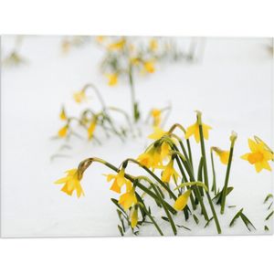 WallClassics - Vlag - Gele Narcissen Bloemetjes in de Sneeuw - 40x30 cm Foto op Polyester Vlag