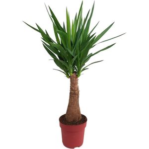 Green Harmony - Yucca Maya Tree 40stam P21 - Ø21cm - 100cm