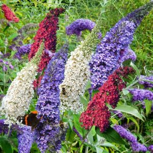Vlinderstruik Tricolor - Buddleja
