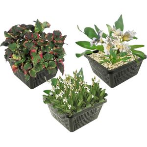 vdvelde.com - Vijverplanten Set - Tropische Waterplanten - Combi set - 9 planten - Plaatsing: -1 tot -10 cm