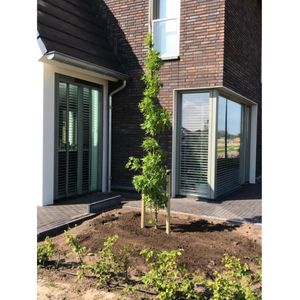 Bomenbezorgd.nl - Boom - Zuil Amberboom - Totaalhoogte 300-400 cm - ''Liquidambar styraciflua 'Slender Silhouette''