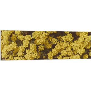 WallClassics - Vlag - Kleine Gele Bloemetjes - 150x50 cm Foto op Polyester Vlag