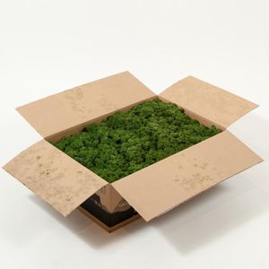 Doos rendiermos 3 kg. - mos kleur: Moss Green (voor o.a. decoratie, mosschilderij of moswand).