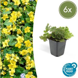 Goudaardbei, gele bodembedekker die plat groeit, 6 x, 10-25cm - Ø9cm