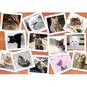 Legpuzzel - 1000 stukjes - Collage  Katten - Grafika puzzel