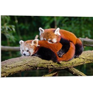 WallClassics - PVC Schuimplaat- Knuffelende Rode Panda's - 75x50 cm Foto op PVC Schuimplaat