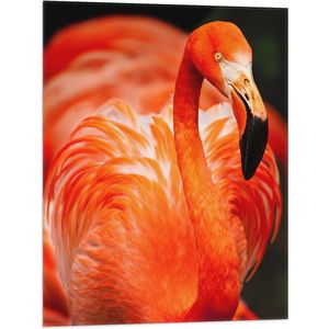 WallClassics - Vlag - Rode Flamingo - 60x80 cm Foto op Polyester Vlag