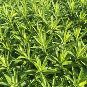 Plants Online - Tuinplanten - Vaste planten - Set van 5 - Solidago 'Golden Dwarf' - 0.7 liter pot - Plant