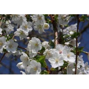 Prunus hybr. 'Umineko' - Sierkers 12/14 cm stamomtrek - Hoogstam in pot