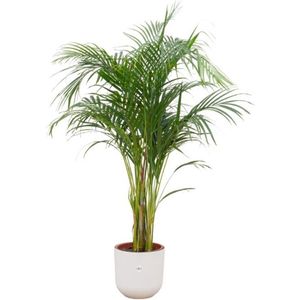 areca-palm-inclusief-elho-jazz-round