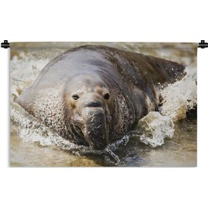 Wandkleed Zeedieren - Zeeolifant die uit de zee komt Wandkleed katoen 120x80 cm - Wandtapijt met foto