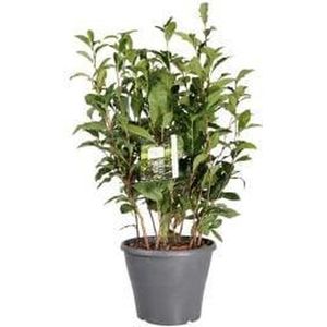 Camellia Sinensis - Theeplant in 17cm pot met planthoogte 40cm