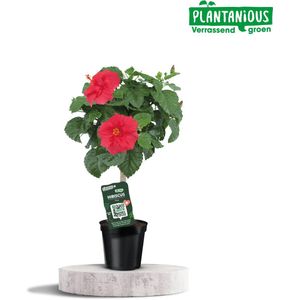 Tuinplantenshop.com | Hibiscus Rosa-sinensis Rood - Ø19cm - 65-75cm hoog - Tuinplant
