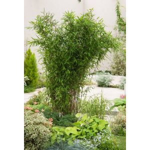 Plants Online - Tuinplanten - Bamboe - Set van 1 - Fargesia nitida 'Black Pearl' - 2 liter pot - Plant5 175-200 cm