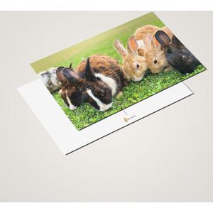Cadeautip! Luxe ansichtkaarten set Konijnen 10x15 cm | 24 stuks | Wenskaarten Konijnen