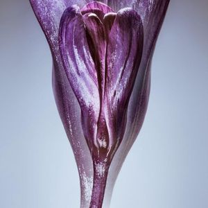 Crocus – 100cm x 100cm - Fotokunst op PlexiglasⓇ incl. certificaat & garantie.