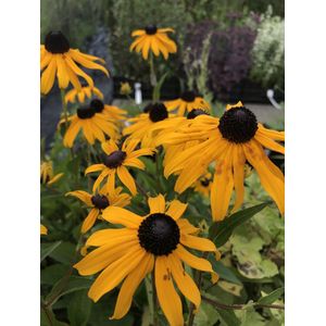 6 x Rudbeckia fulgida 'Goldsturm' - Zonnehoed - P9 Pot ( 9 x 9cm) - Dima Vaste Planten