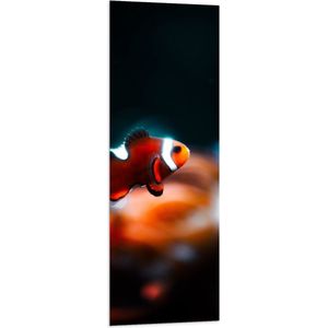WallClassics - Vlag - Nemo Vis - 40x120 cm Foto op Polyester Vlag
