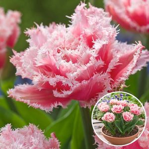 Plant in a Box - Tulipa Queensland - Bloembollen x15 - Tulp - Roze Wit - Tulpen uit Holland