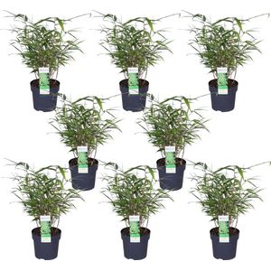 Grassen en bodembedekkers – Bamboe (Fargesia rufa) – Hoogte: 40 cm – van Botanicly