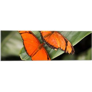 WallClassics - Vlag - Oranje Vlinders op een Blad - 60x20 cm Foto op Polyester Vlag