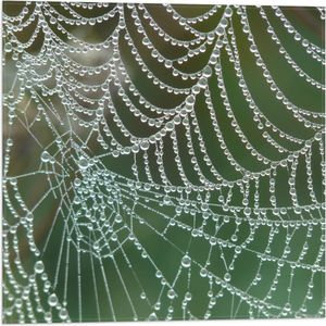 WallClassics - Vlag - Spinnenweb met Waterdruppels - 50x50 cm Foto op Polyester Vlag