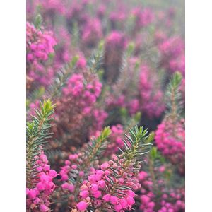 Zwerfheide Roze - 10 Stuks - Erica vagans 'Mrs D.F. Maxwell' - P10.5 - Plant - Tuinplant - Heide