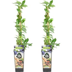 Bloomique - 2x Vaccinium Corymbosum 'Goldtraube' - Blauwe Bessen Plant - Fruitplanten - Tuinplanten - Winterhard - ⌀14 cm - Hoogte 60-70cm